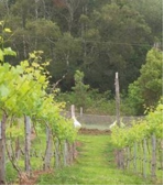 Kesteven vineyard