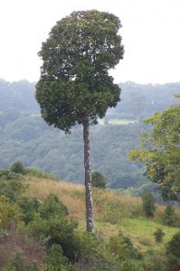 Old growth rainforest tree